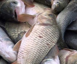 ALP-MEEN