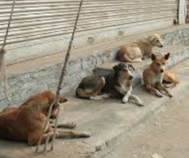 EKM-DOG