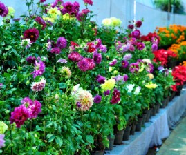 TCR-FLOWER