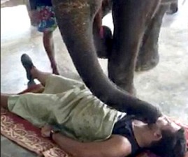 elephant