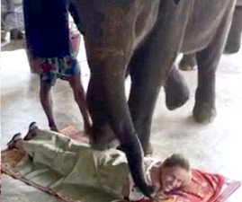 elephant1