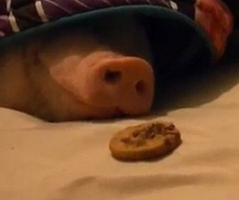 pig