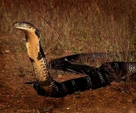 Cobra
