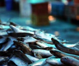 Fish