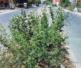 PKD-ROAD