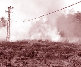 alp-fire