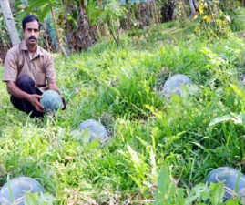 alp-krishi