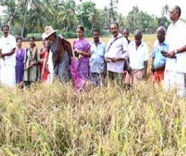 alp-krishi