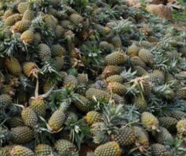 bis-pinapple