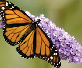 butterfly-bush