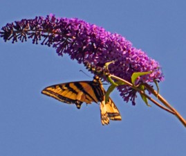 butterfly-bush1