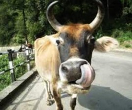 cow