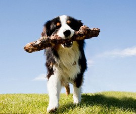 dog