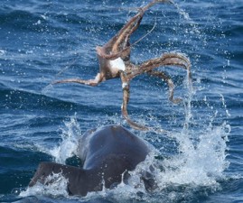 dolfin1