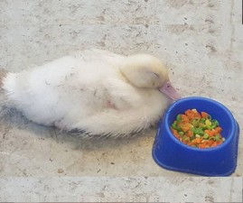 duck