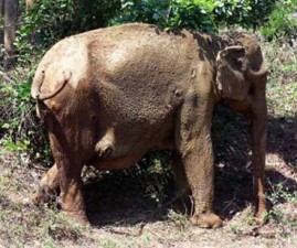 elephant