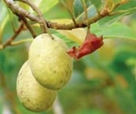 karapazham