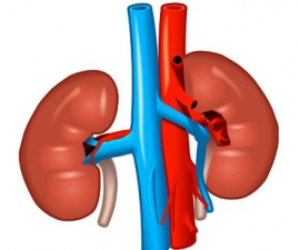 kidney