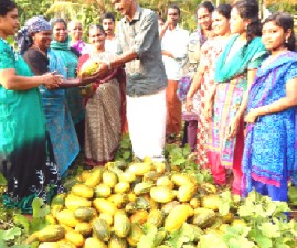 knr-vilavyduppu