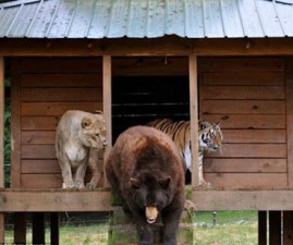 lion