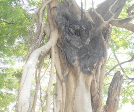 pkd-firetree