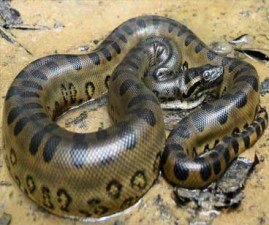snake