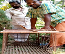 tcr-kaduva