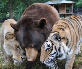 tiger