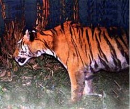 tiger
