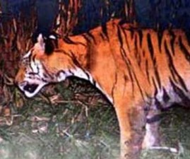 tiger