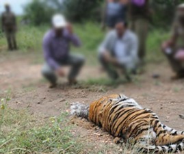 tiger-attack