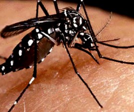 tvm-dengue