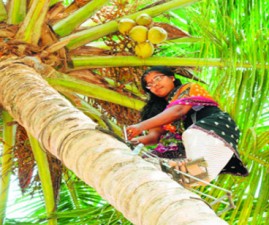 vanitha-thengu