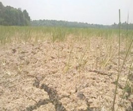 alp-krishi