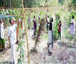 alp-krishi
