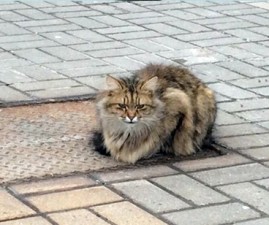 cat