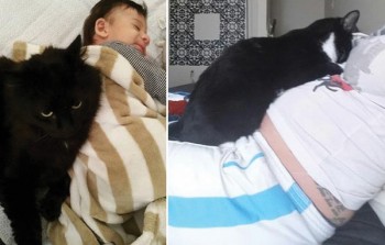 cat2