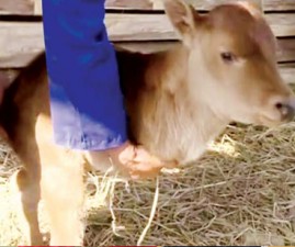 cow