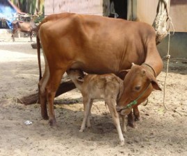 cow