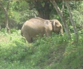 elephant