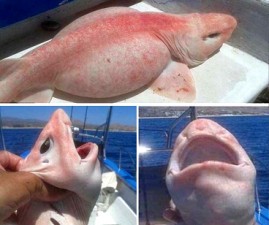 fish