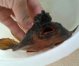 fish