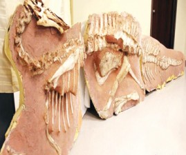 fossil
