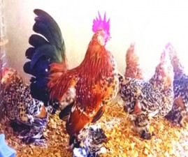 hen