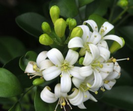 jasmine