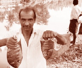 ktm-fish