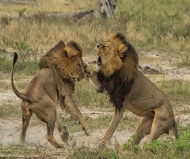 lion