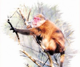 monkey