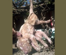 pig