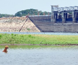 pkd-dam